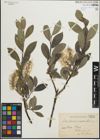 Foto von Salix glauca L. x Salix myrsinites L.